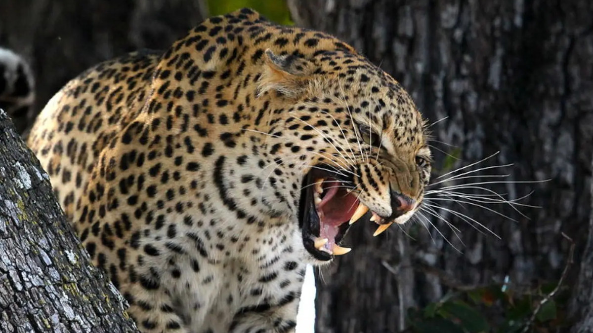 Gariaband: Ferocious leopard's deadly attack on 4-year-old innocent, grandfather saved his life