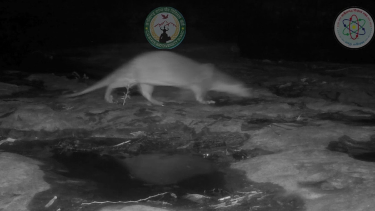 Camera Trap Captures Rare Eurasian Otter in Chhattisgarh’s Udanti-Sitanadi Tiger Reserve