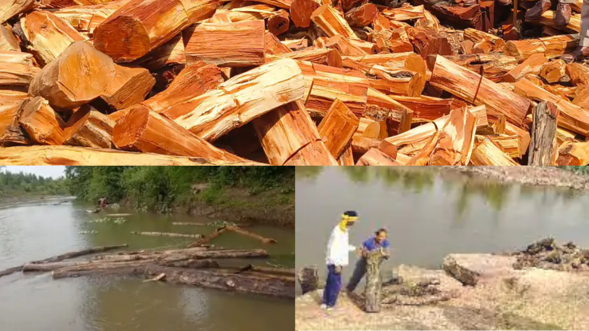 Gwalior: 'Pushpa' Style Khair Wood Smuggling Busted, 35 Quintals Seized From River, 3 Arrested