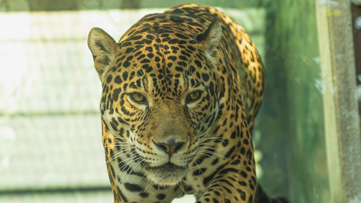 Leopard Enters BJP Leader's House in Mauganj, Injures Child;