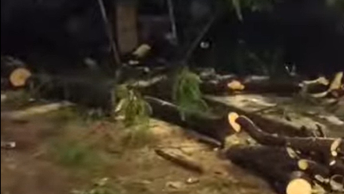 Mumbai: Youth Killed, Two Injured in Vikhroli Tree Fall; BMC Accused of Negligence