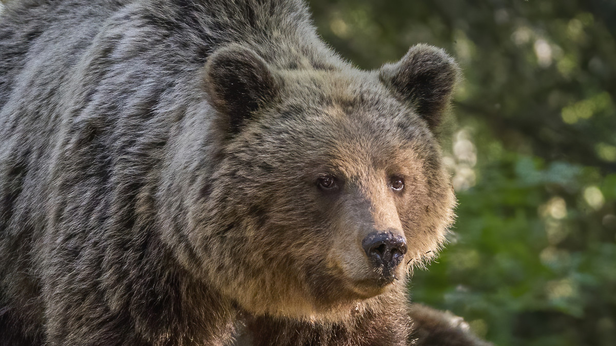 Panna Under Fear: Bear Attacks Young Man, Creates Panic in Village