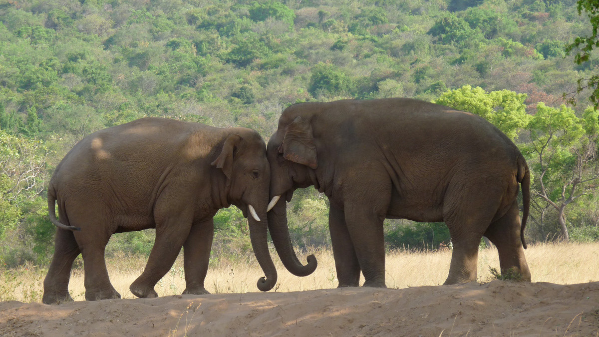 Chhattisgarh Horror: Rampaging Tusker Tramples Two to Death in Two Days