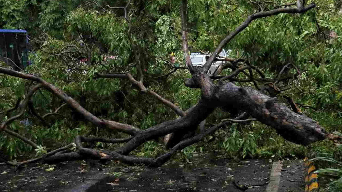 Storm Havoc in Delhi: Wall Collapses After Tree Falls, Mother and Three Children Dead