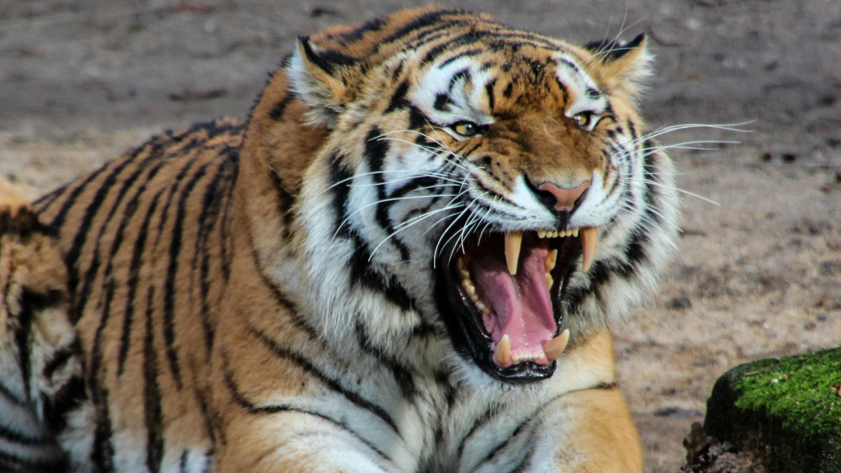 Tiger Attack in Satpura Tiger Reserve: Watchman Seriously Injured