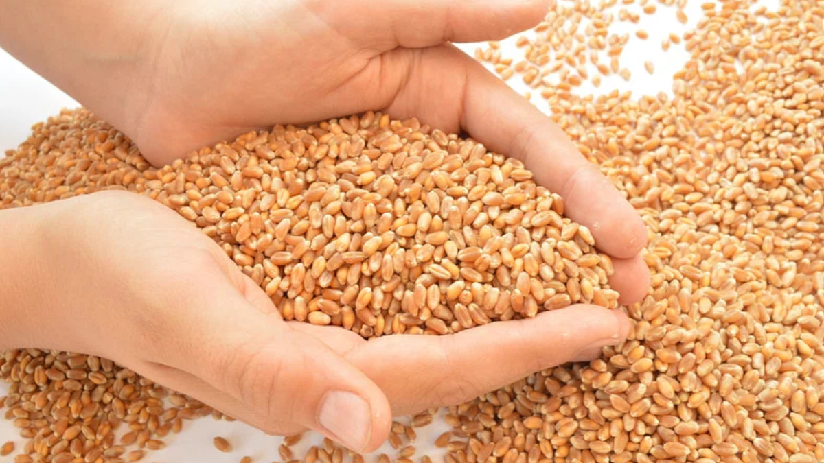 Wheat Procurement Deadline Extended in Madhya Pradesh, Apply Today