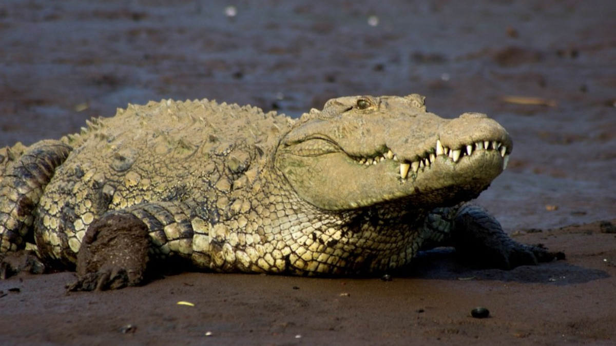 Crocodile Spotted in Pond Near Collector's Office in Barwani, Creates Panic Among Villagers