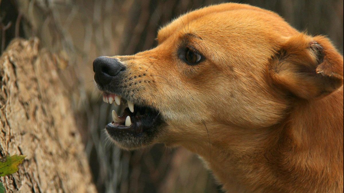 Bhilai-3: Stray Dog Attacks Two-and-a-Half-Year-Old Child, Critically Injured