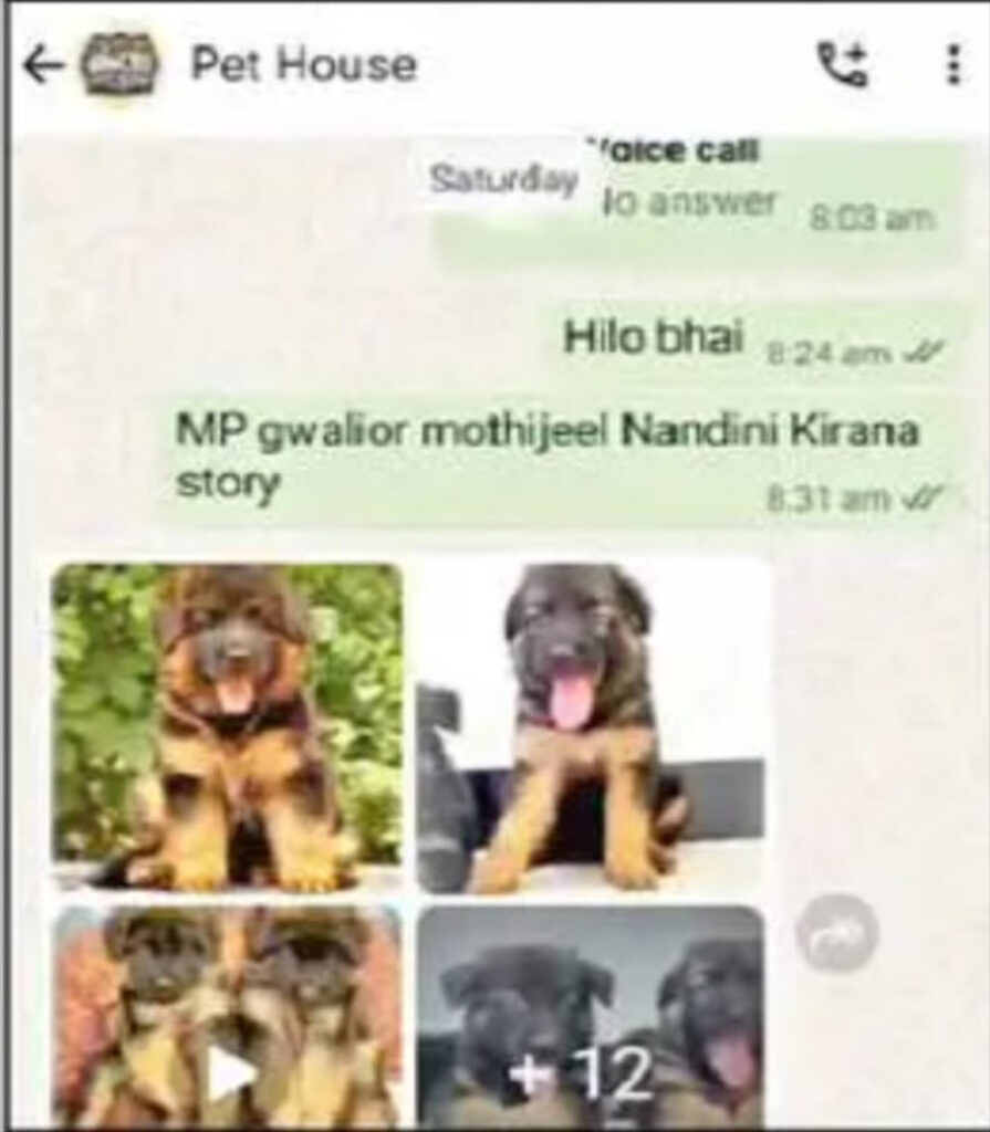 Gwalior: Woman Dies by Suicide After Losing ₹1.70 Lakh in Online Dog Purchase Scam