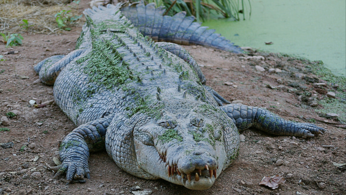 Morena: Crocodile Enters Village After Rains, Rescued by Locals and Handed Over to Forest Department