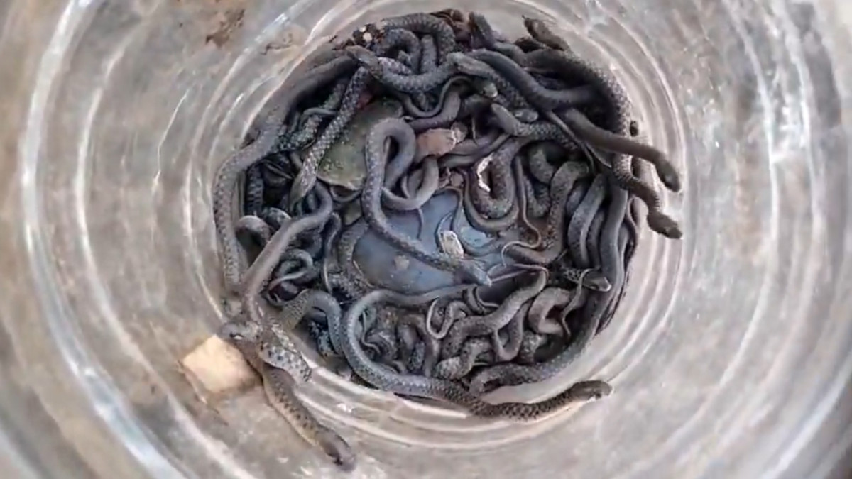 Shahjahanpur: Cache of Over 100 Venomous Snakes Found in House, Spreads Panic in Village