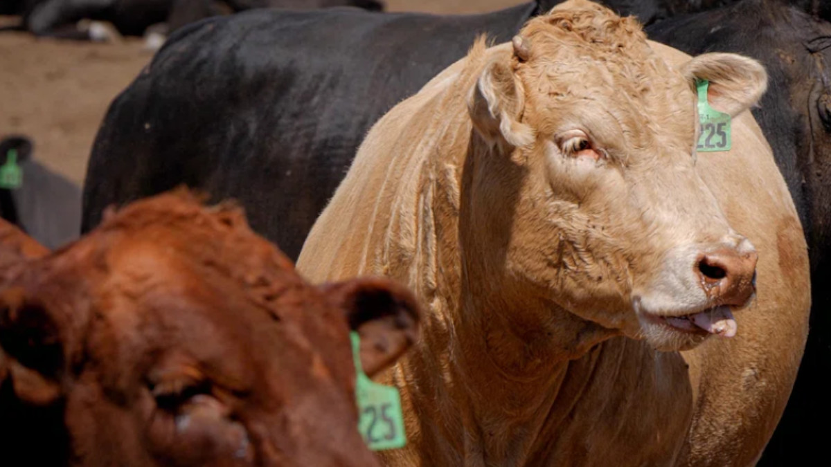 VHP Submits Memorandum in Jabalpur Ahead of Bakrid, Urges Strict Action to Prevent Cow Slaughter