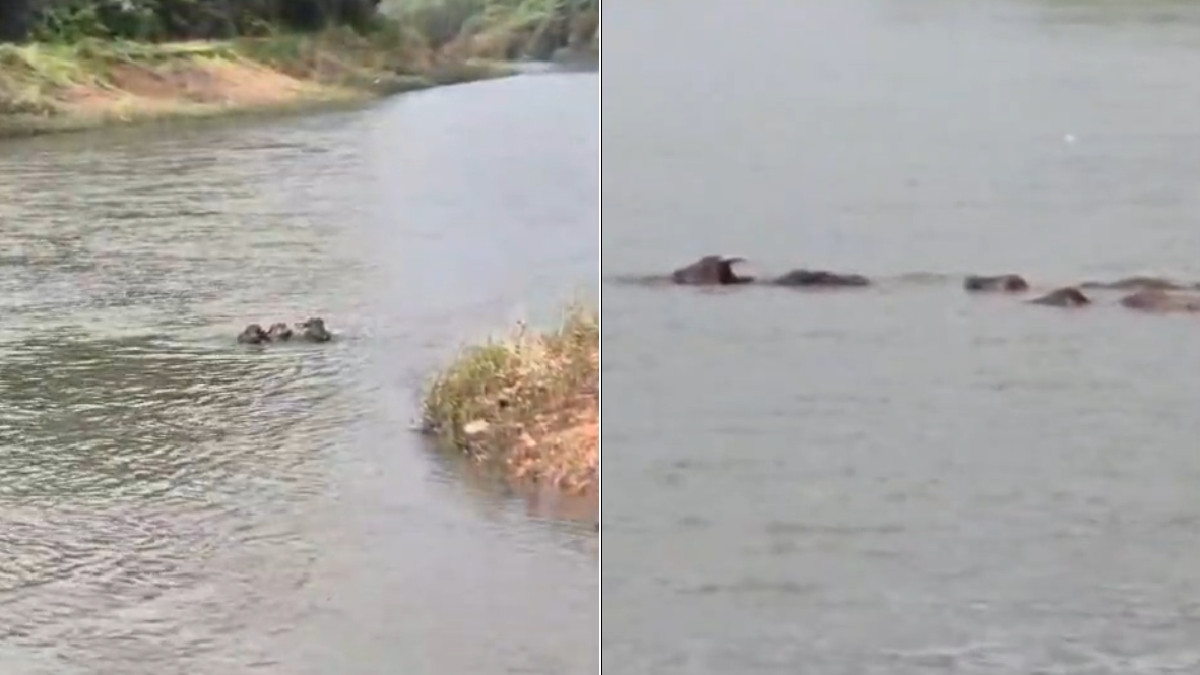 Rajapur: Buffaloes Heroically Rescue Drowning Cow in River; Video Goes Viral