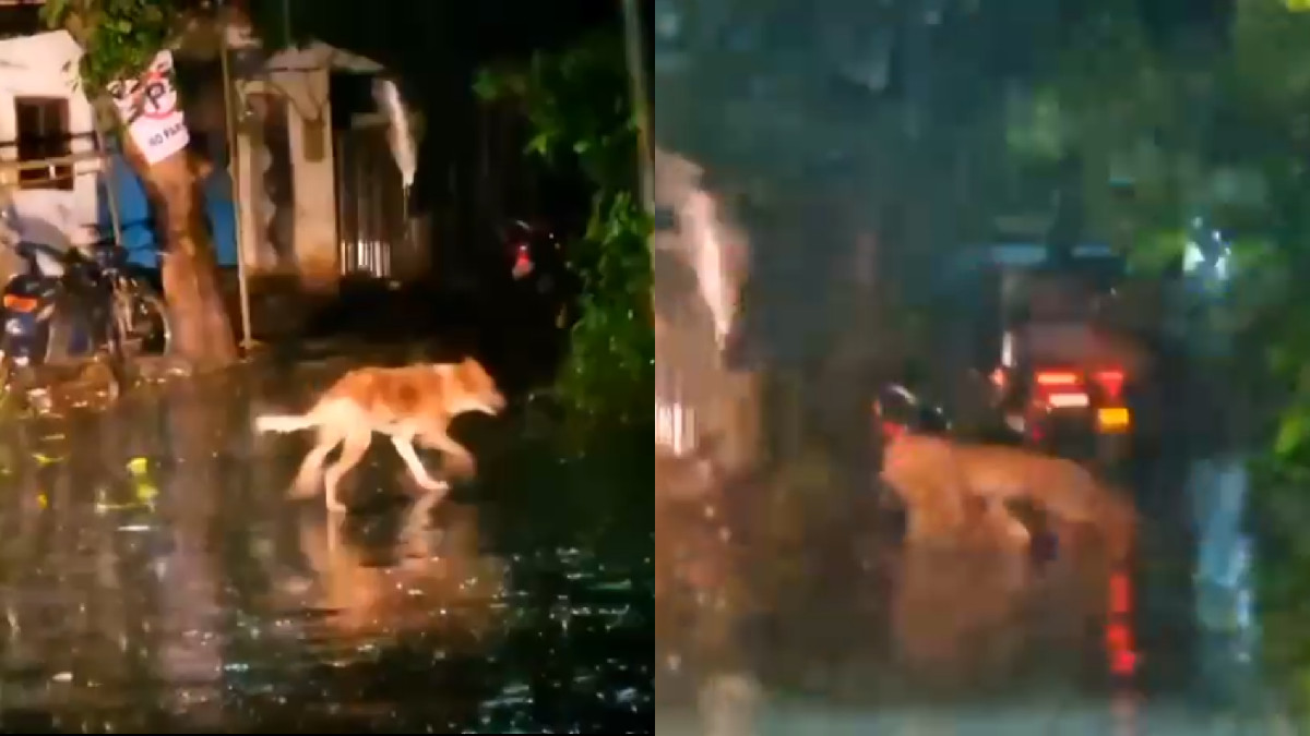 Thane: Dog Rescued from Leopard Only to Be Hunted Minutes Later; Entire Incident Caught on CCTV