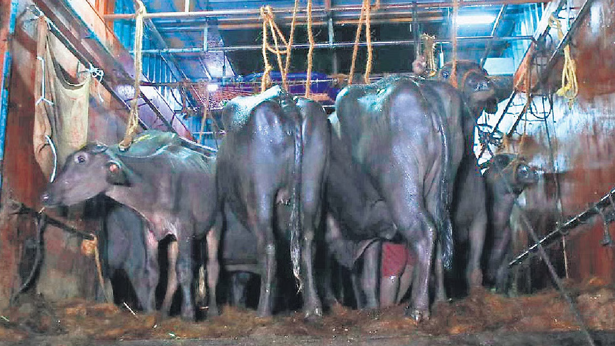 Two Arrested in Chitrakoot as Police Seize Truck Carrying 47 Smuggled Buffaloes