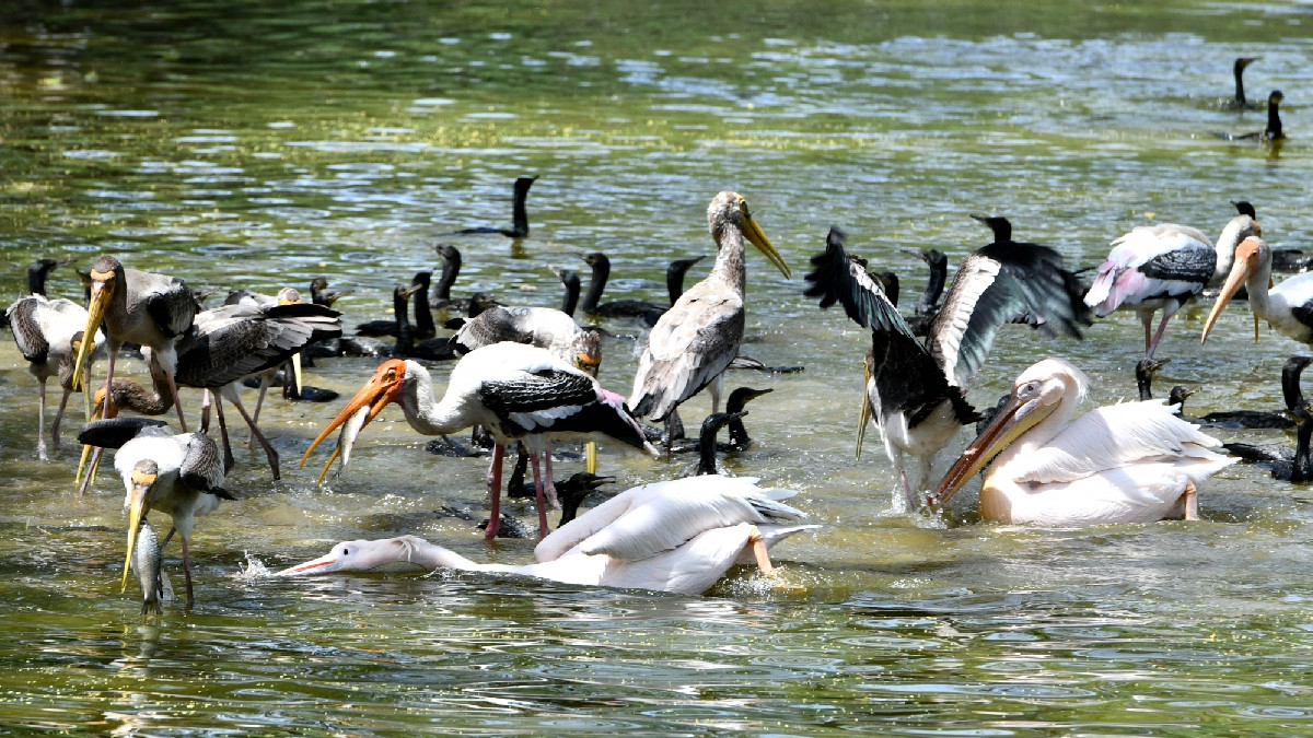 Delhi National Zoological Park Reports No New Avian Influenza Deaths, Situation Under Control