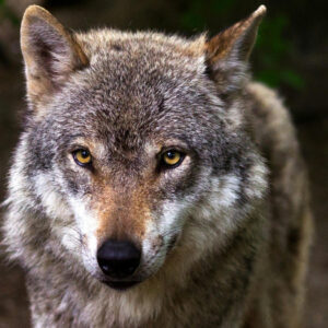 Bahraich Wolf Terror: 3-Year-Old Abducted from Home by Wolf That Has Already Killed 6 People