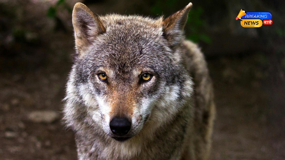 Bahraich Wolf Terror: 3-Year-Old Abducted from Home by Wolf That Has Already Killed 6 People