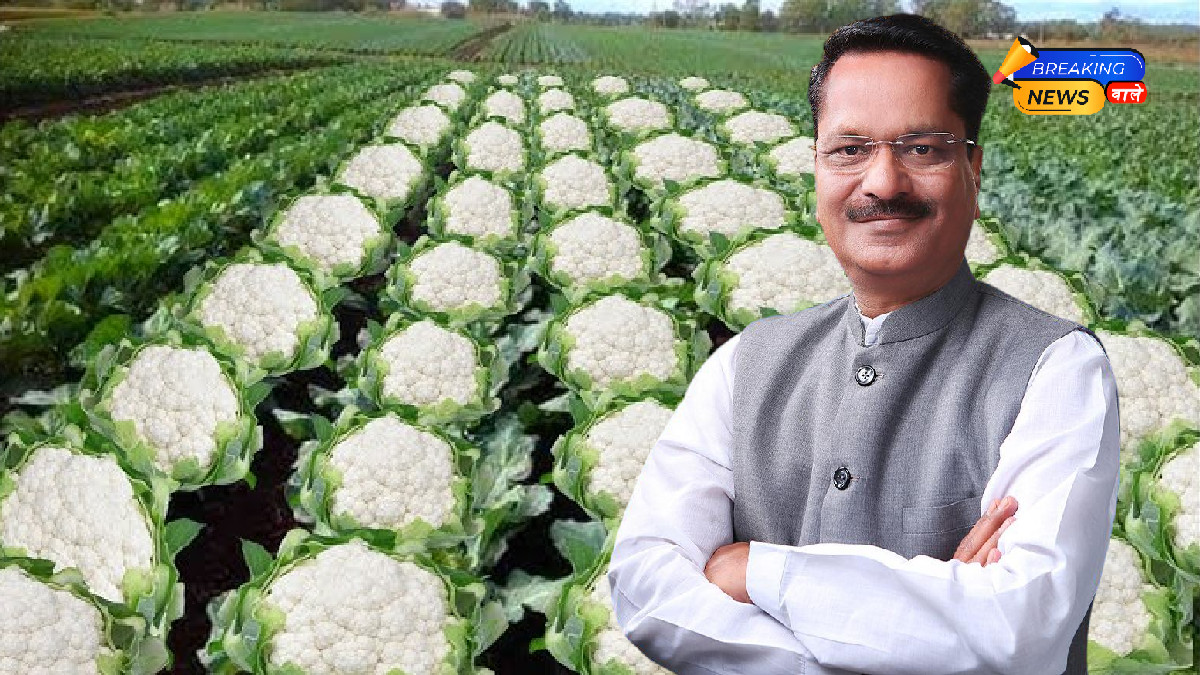 BJP Leader Ashok Singhal Faces Backlash for 'Gobi Ki Kheti' Comment Amidst Celebration of NDA's Historic Victory