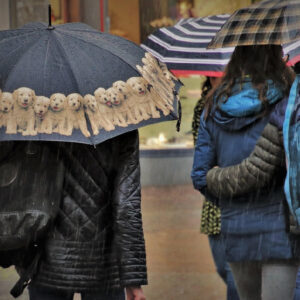 Delhi-NCR, UP, and Uttarakhand Brace for Cold Wave as Temperatures Fall; Snow Alert in the Hills