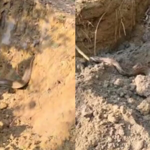 Eight-Foot Python Found Near Pond in Gonda; Handed Over to Forest Department for Safe Release