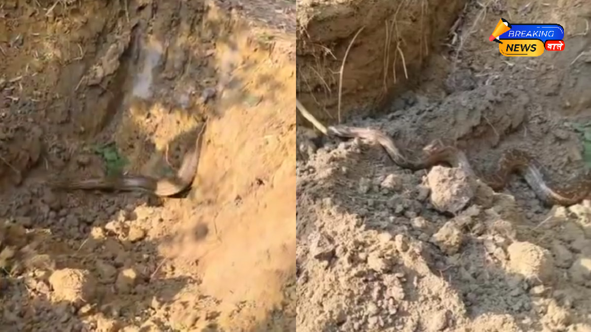 Eight-Foot Python Found Near Pond in Gonda; Handed Over to Forest Department for Safe Release