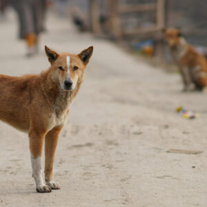 Karnataka Government's Major Decision: Families to Receive ₹5 Lakh Compensation for Death Caused by Dog Bite