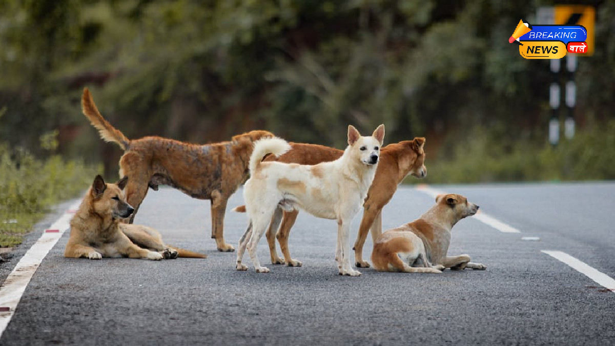 Stray Dog Bite: Woman Seeks ₹20 Lakh Compensation; Delhi High Court Demands Reply from MCD (Image Credit: Pexels)